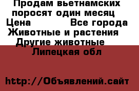 Продам вьетнамских поросят,один месяц › Цена ­ 3 000 - Все города Животные и растения » Другие животные   . Липецкая обл.